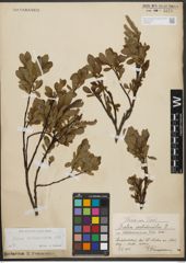 Foto von Salix waldsteiniana Willd.